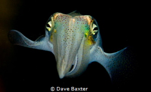 squid at night by Dave Baxter 